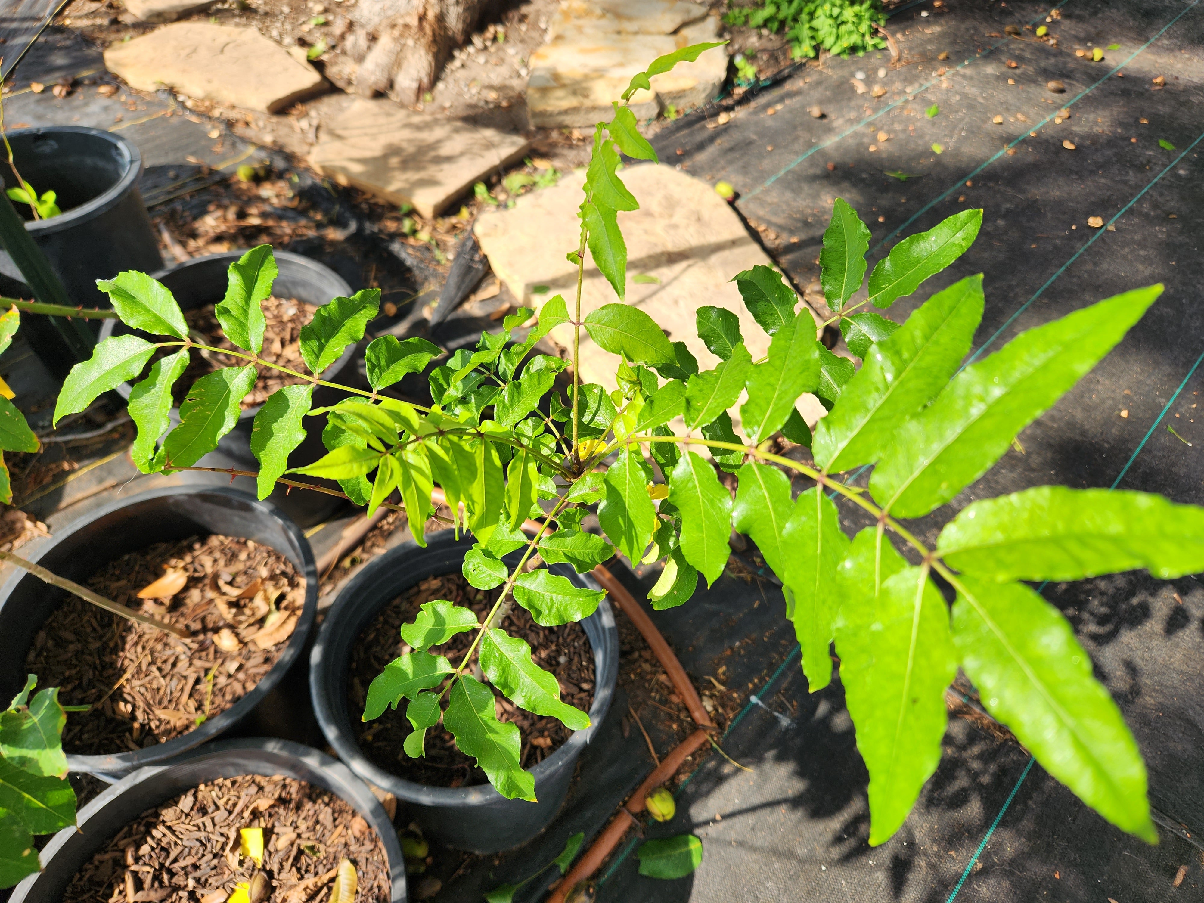 Zanthoxylum clava-herculis (Toothache Tree)
