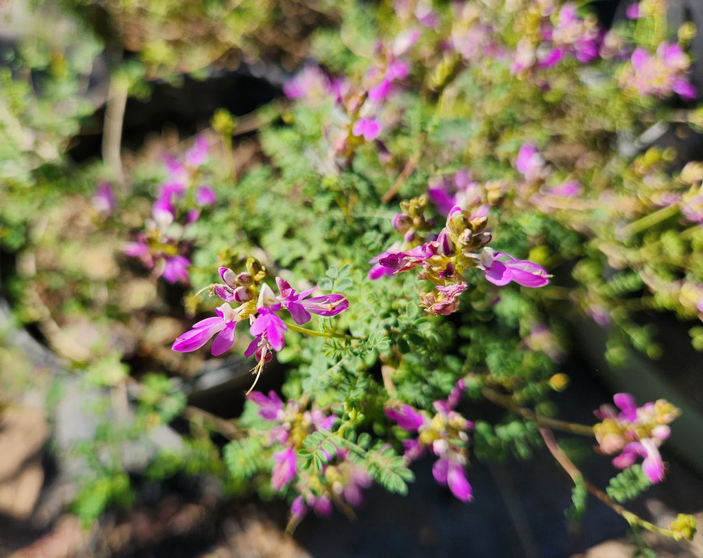 Dalea frutescens (Black Dalea)