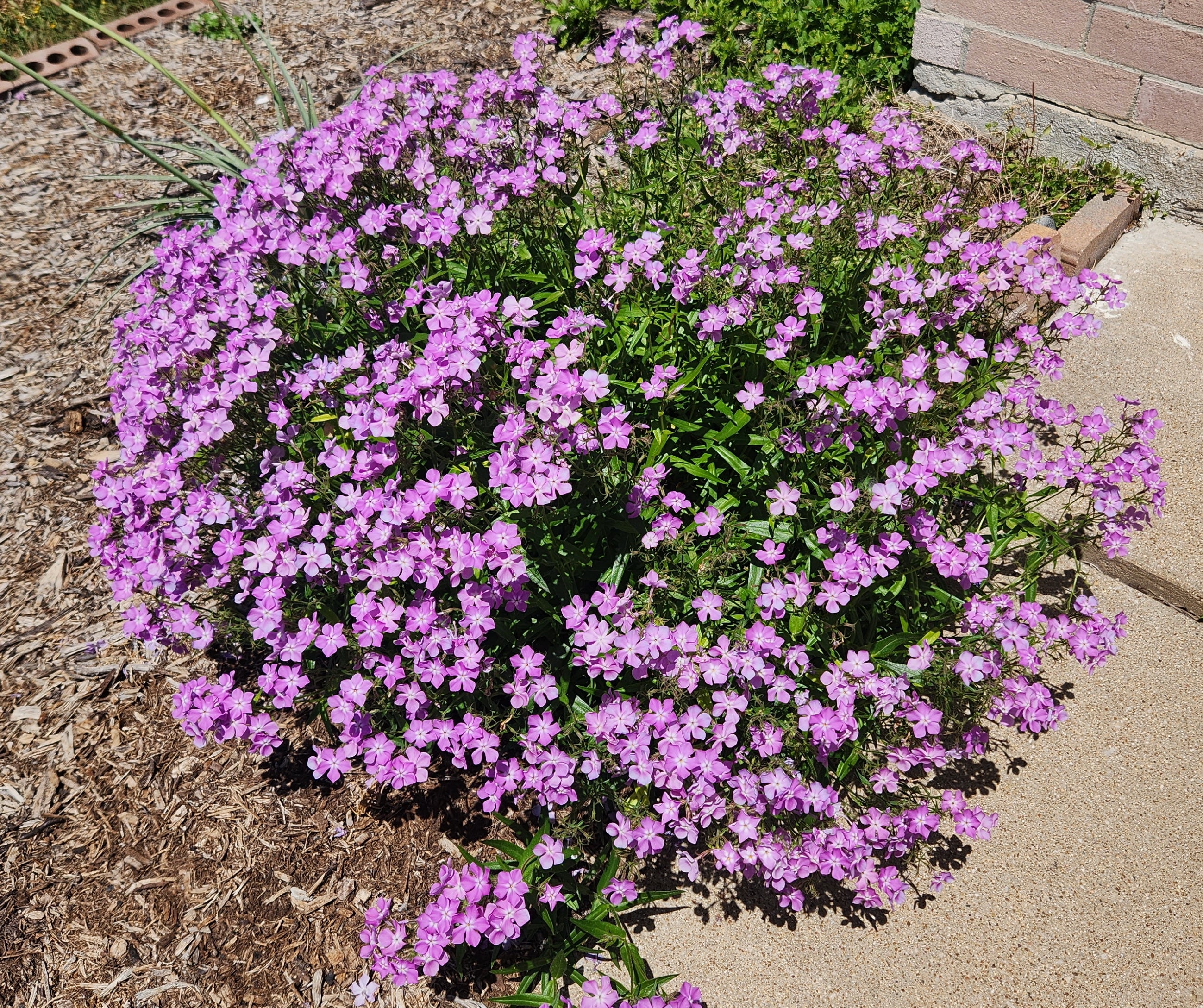 Phlox pilosa (Prairie Phlox)