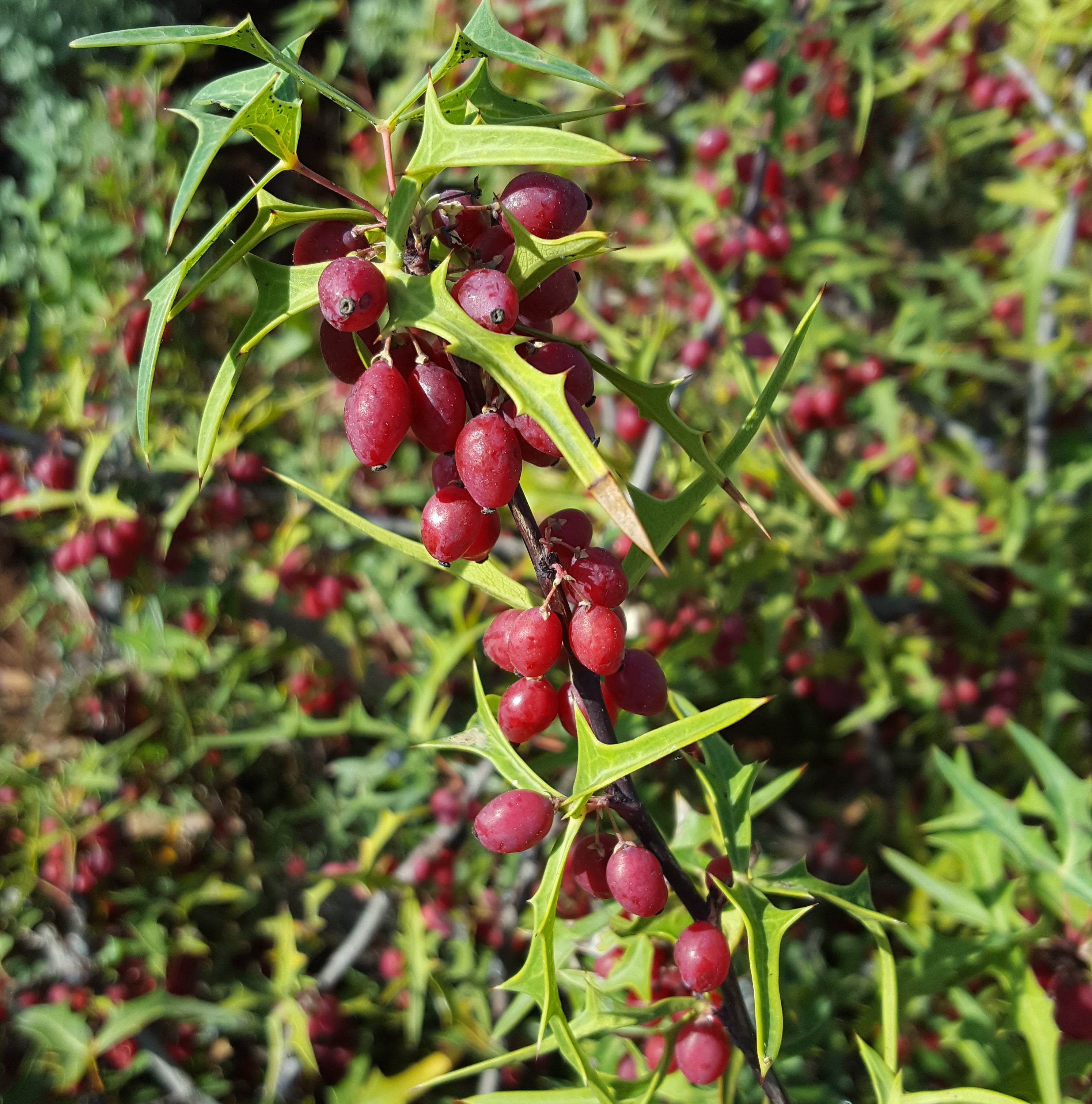 Agarita (Mahonia trifoliolata)