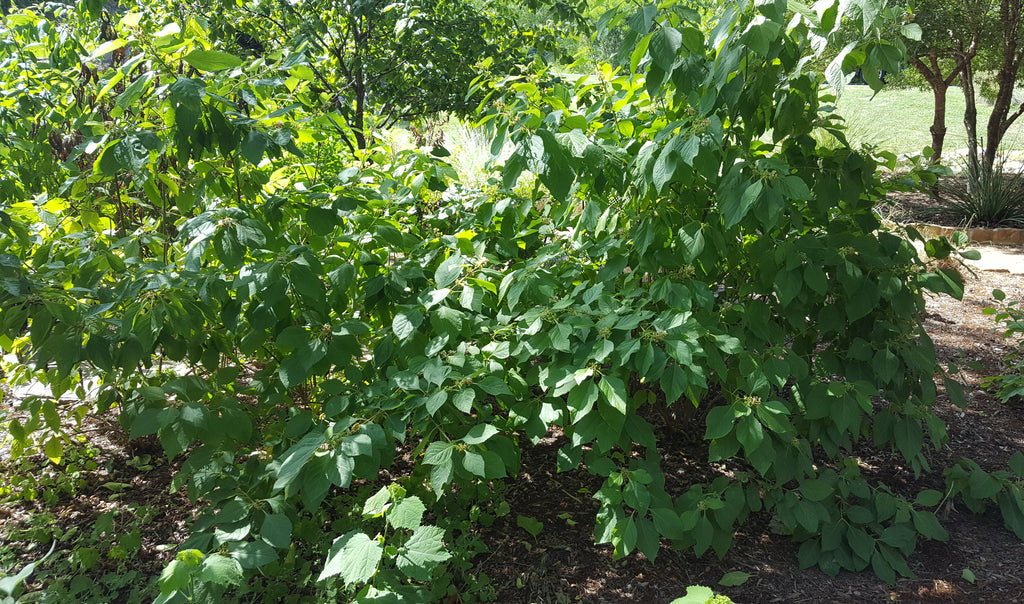 American Beautyberry (Callicarpa americana)