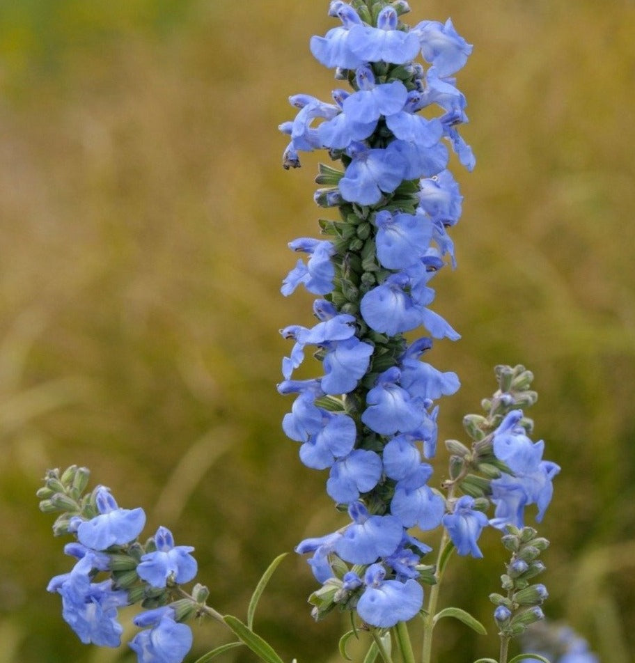 Salvia azurea (Azure Blue Sage)