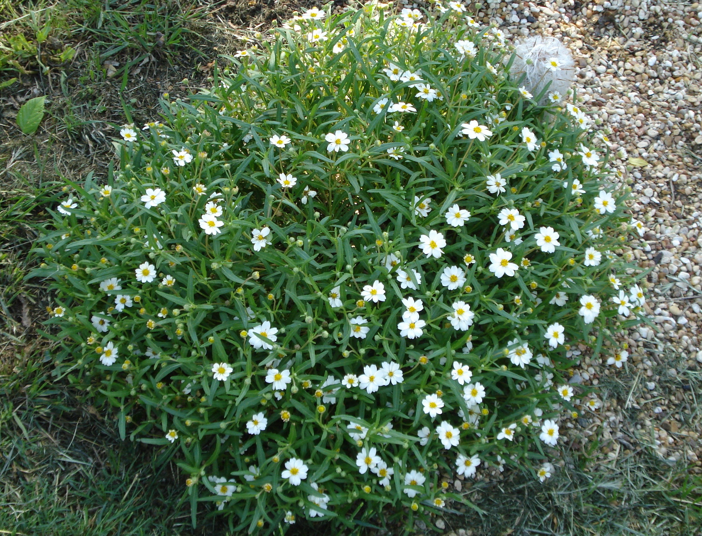 Blackfoot daisy (Melampodium leucanthum)