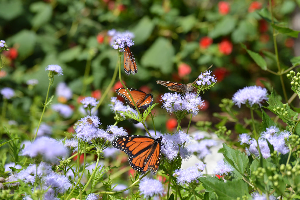 Gregg's Mistflower (Conoclinium greggii)