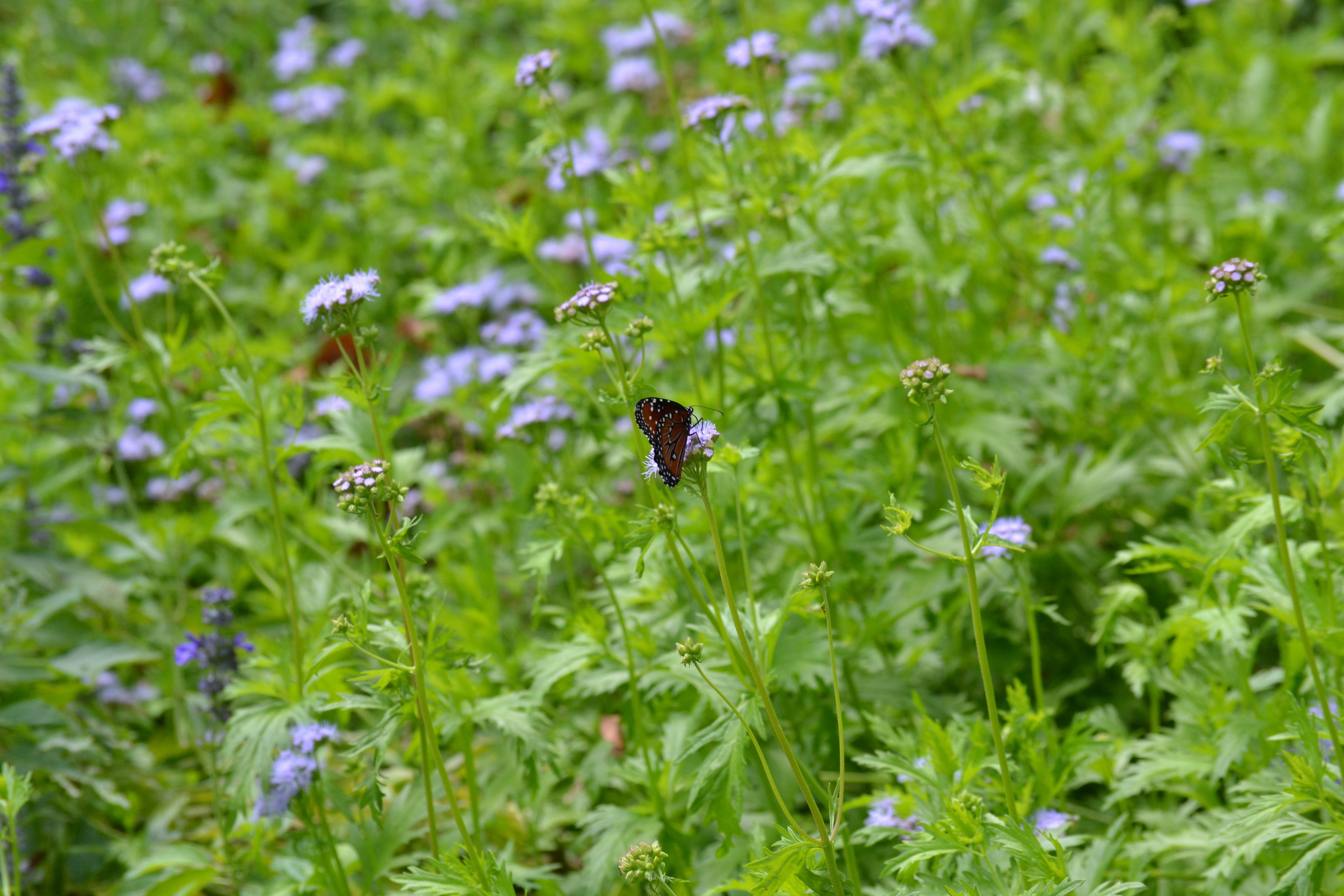 Gregg's Mistflower (Conoclinium greggii)