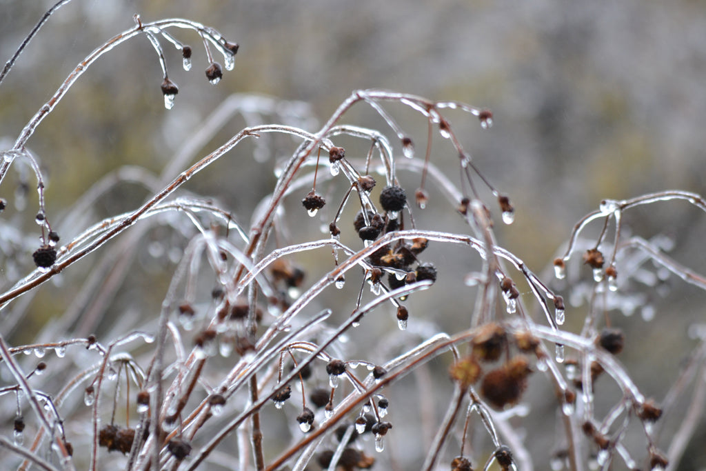 Buttonbush (Cephalanthus occidentalis)