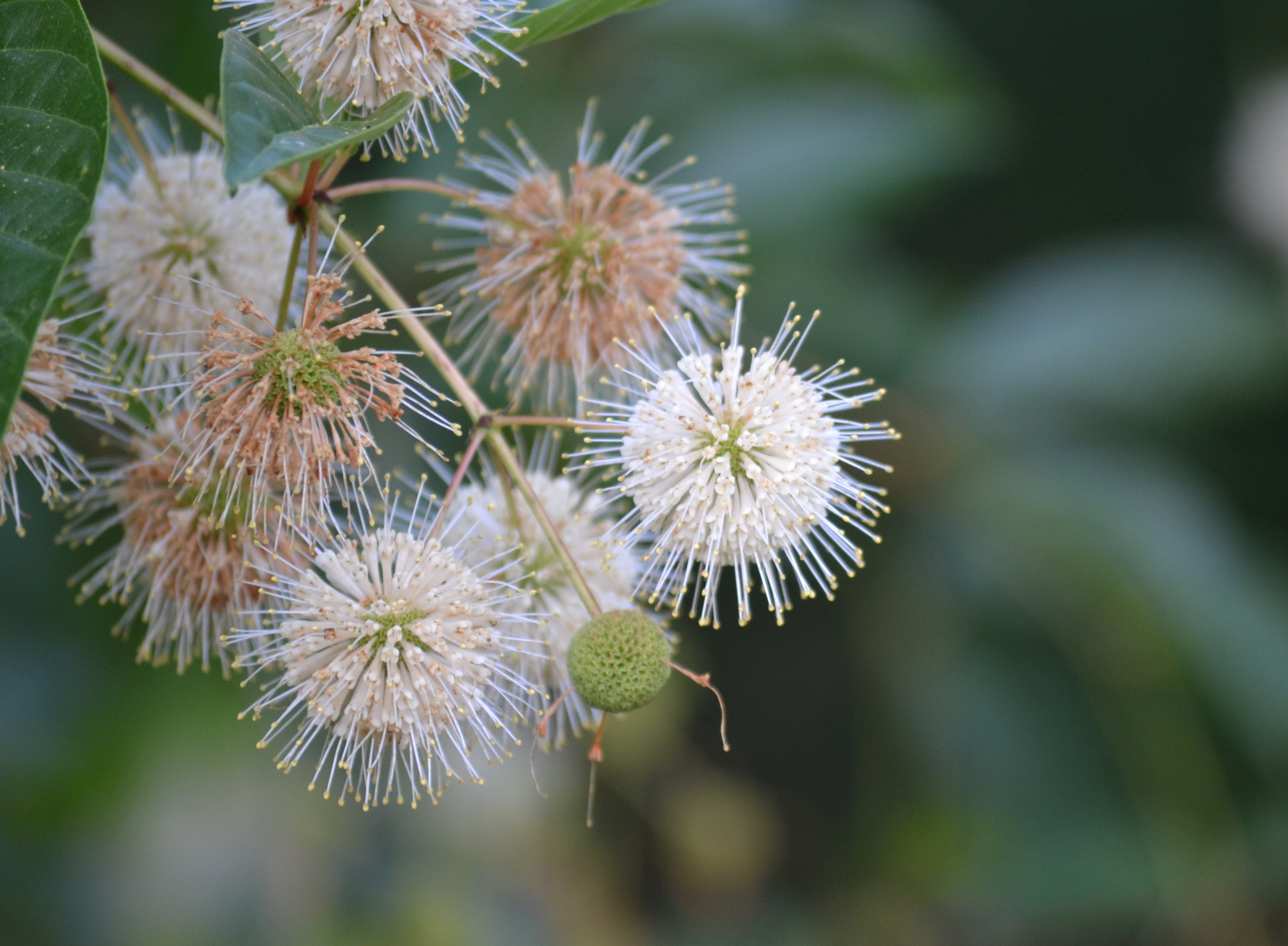 Buttonbush (Cephalanthus occidentalis)