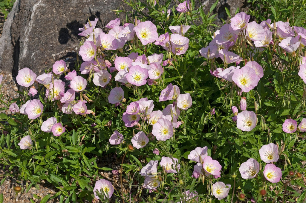 Oenothera speciosa (Pink Evening Primrose)