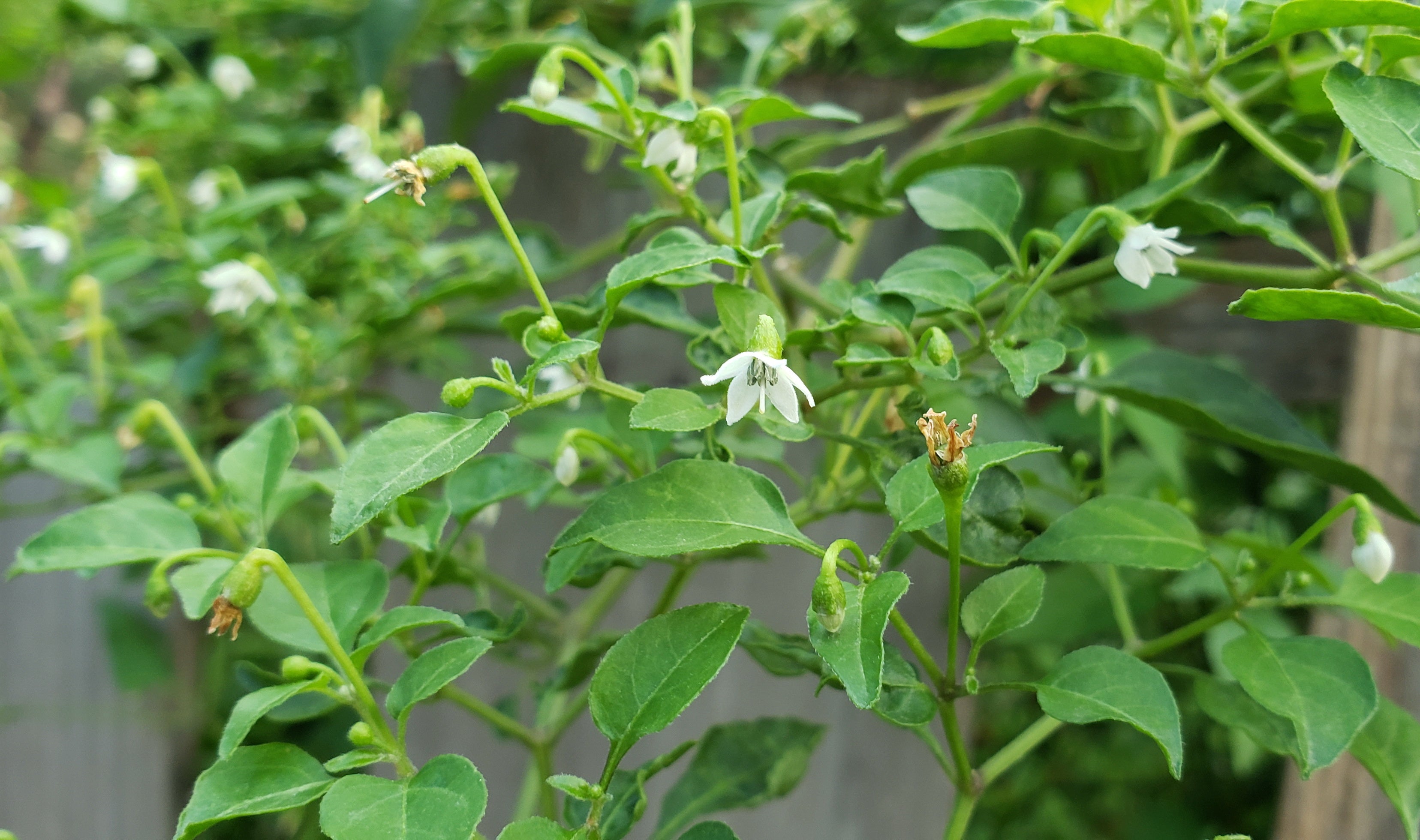 Capsicum annuum var. glabriusculum (Chile Petin)