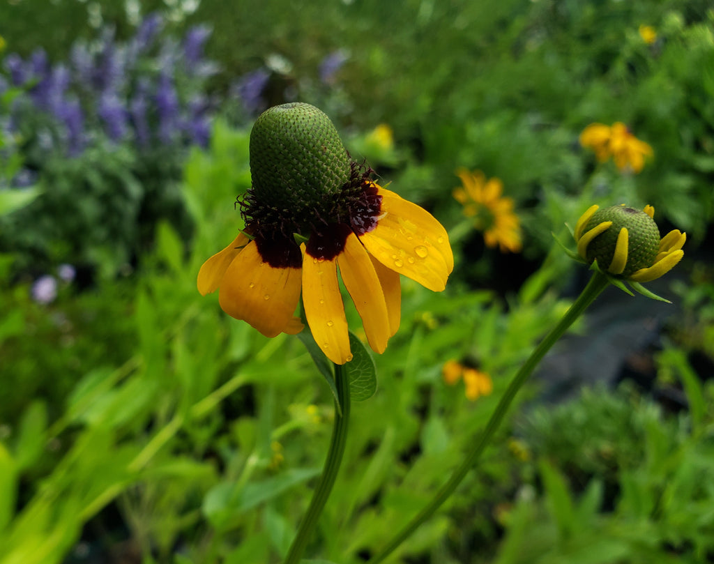 Clasping Coneflower (Dracopis amplexicaulis)