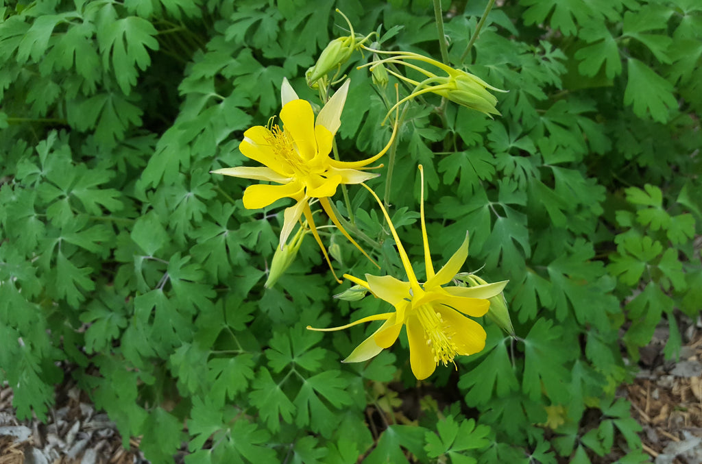 Aquilegia chrysantha hinckleyana (Yellow Columbine 'Texas Gold')