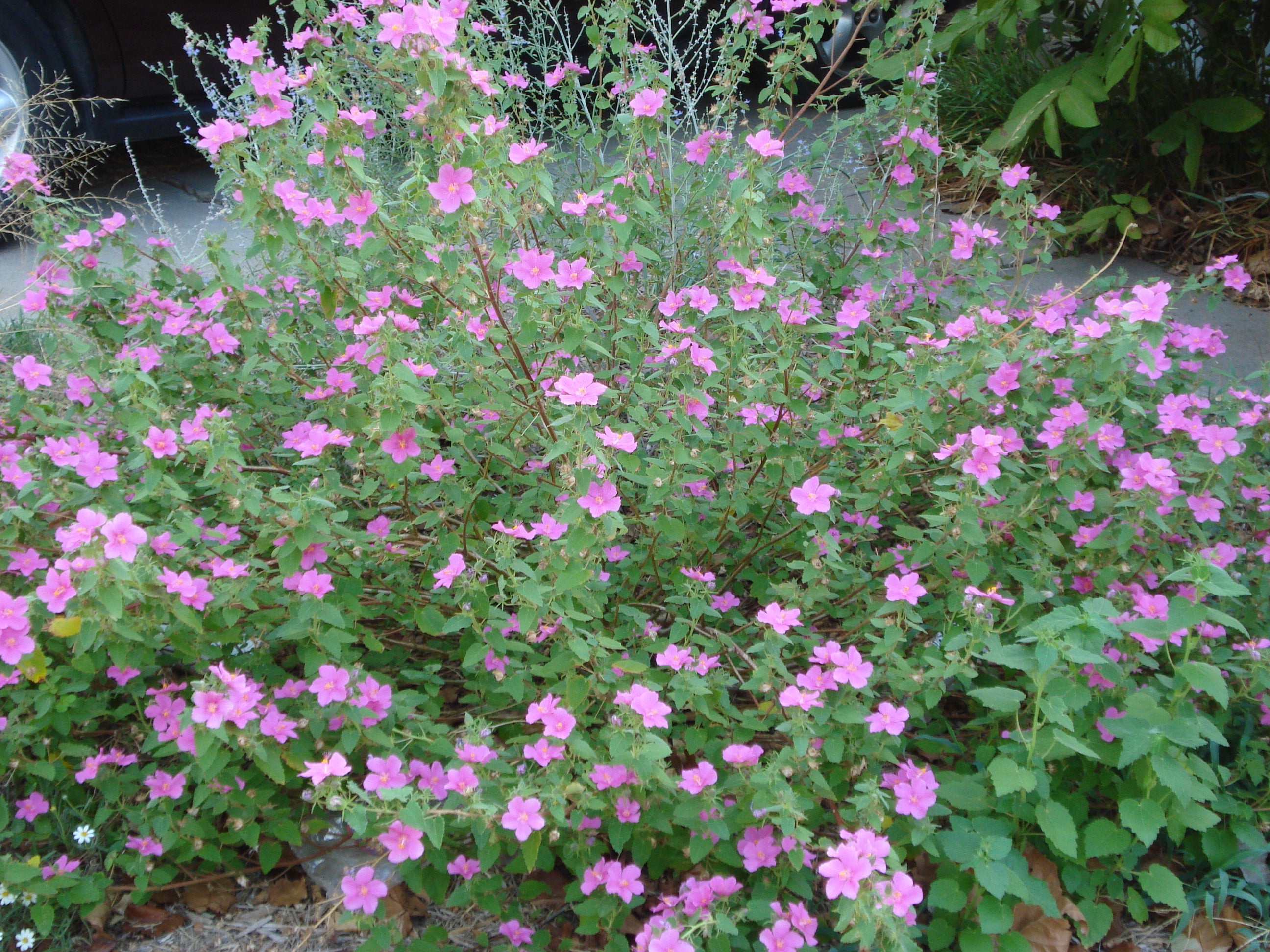 Pavonia lasiopetala (Rock Rose)