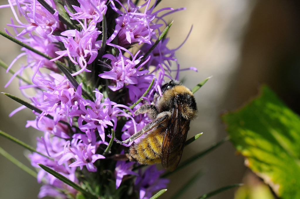 Liatris punctata var. mucronata (Texas Gayfeather)