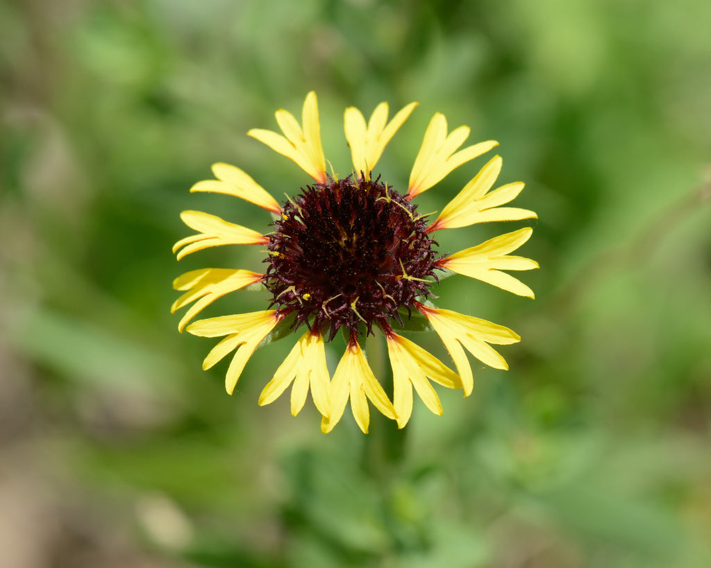 Gaillardia aestivalis (Lanceleaf Blanketflower)