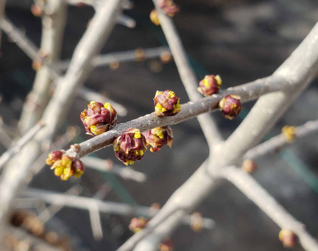 Elbow Bush (Forestiera pubescens)