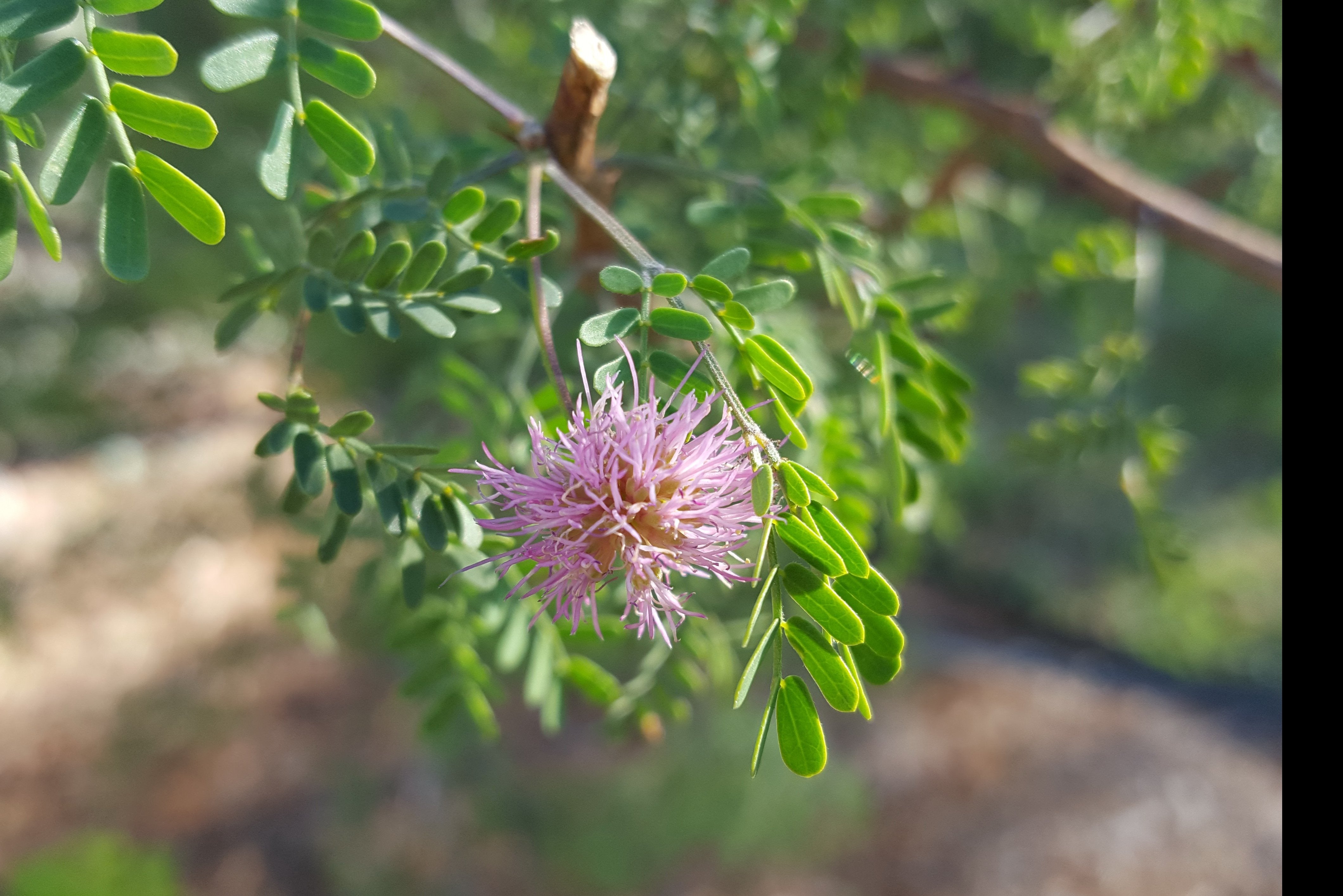 Fragrant mimosa (Mimosa borealis)