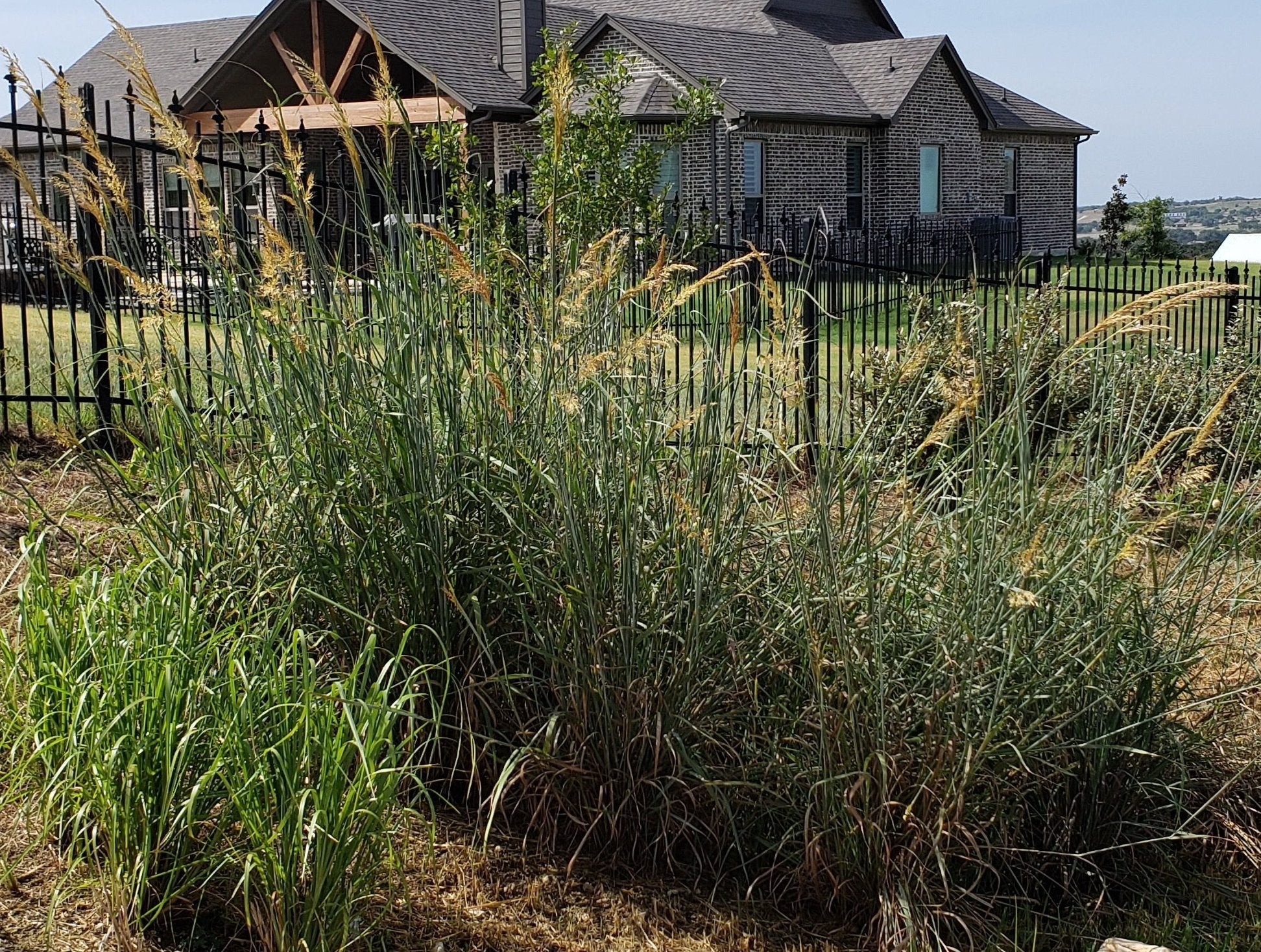 Sorghastrum nutans (Indiangrass)