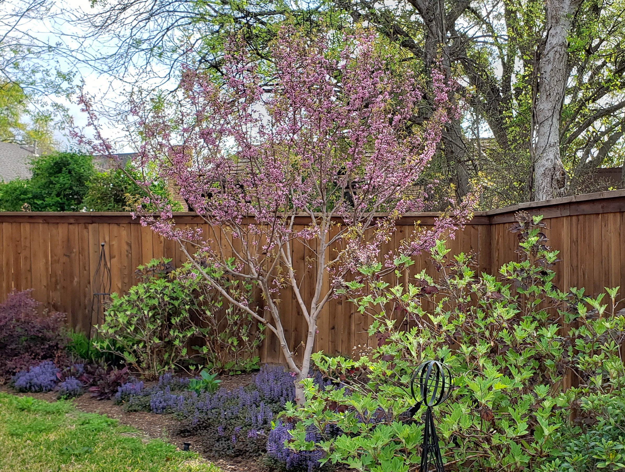 Mexican Buckeye (Ungnadia speciosa)