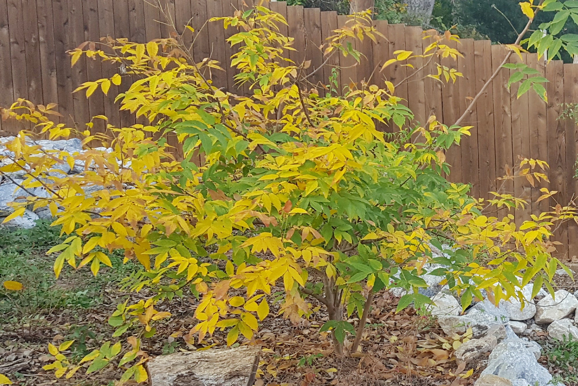 Mexican Buckeye (Ungnadia speciosa)