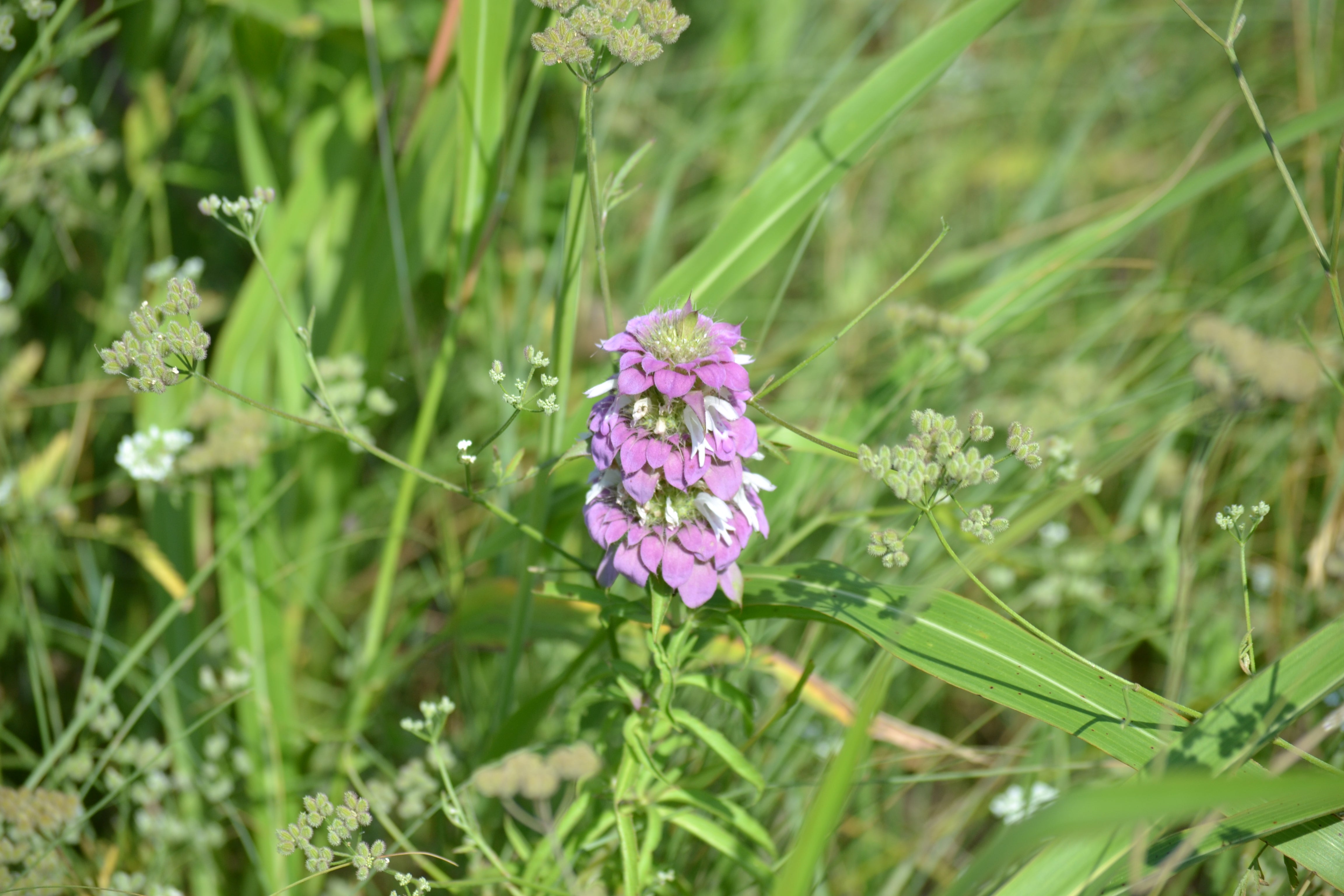 Monarda citriodora (Lemon Beebalm)