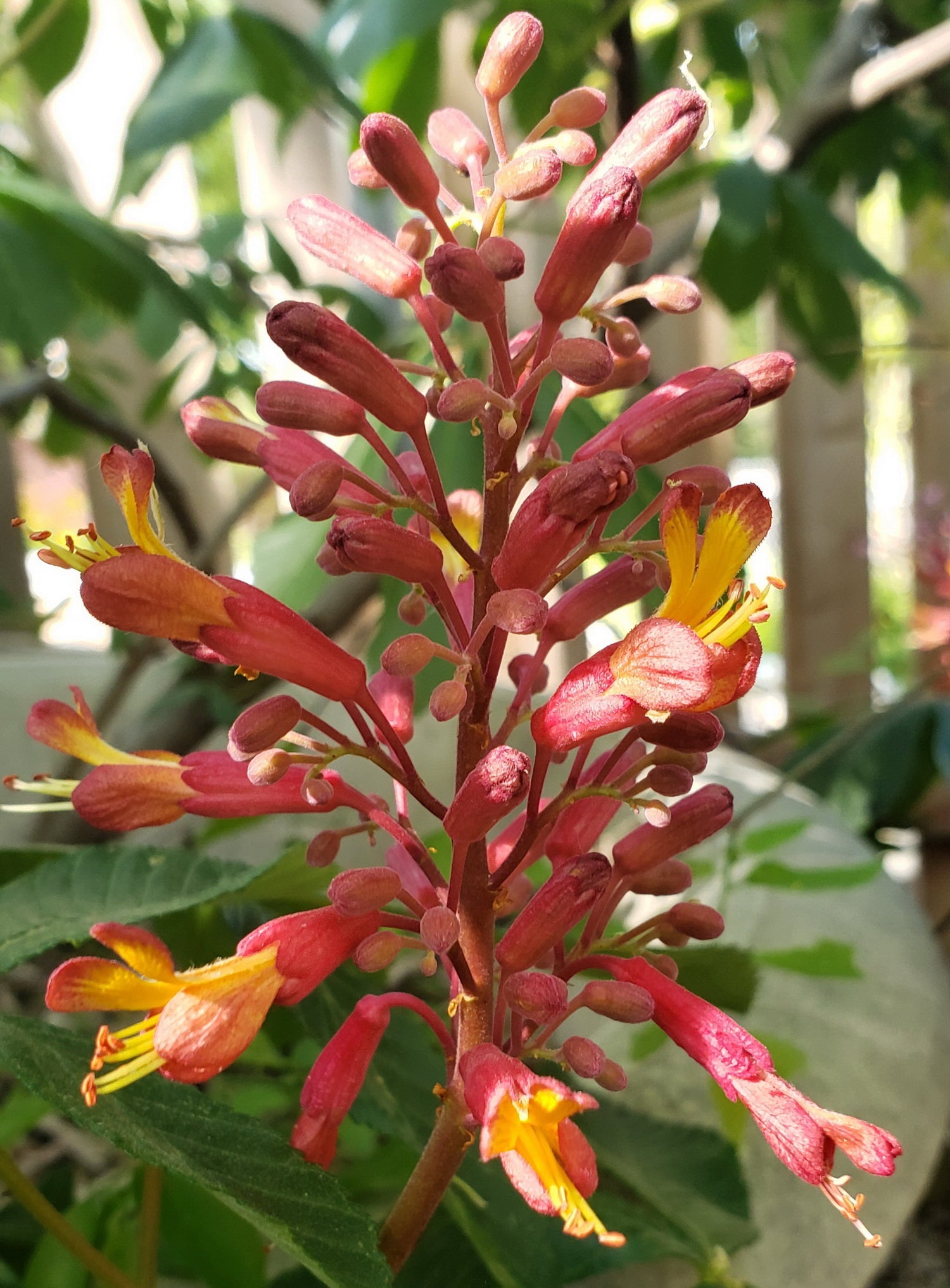 Red Buckeye (Aesculus pavia)