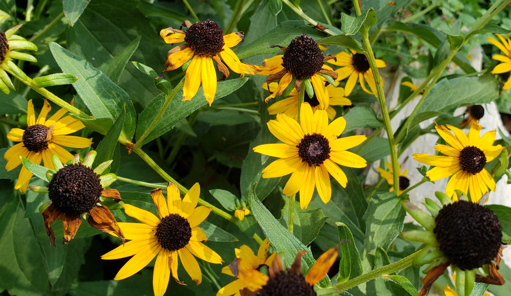 Black-Eyed Susan 'Goldsturm' (Rudbeckia fulgida var. sullivantii 'Goldsturm')