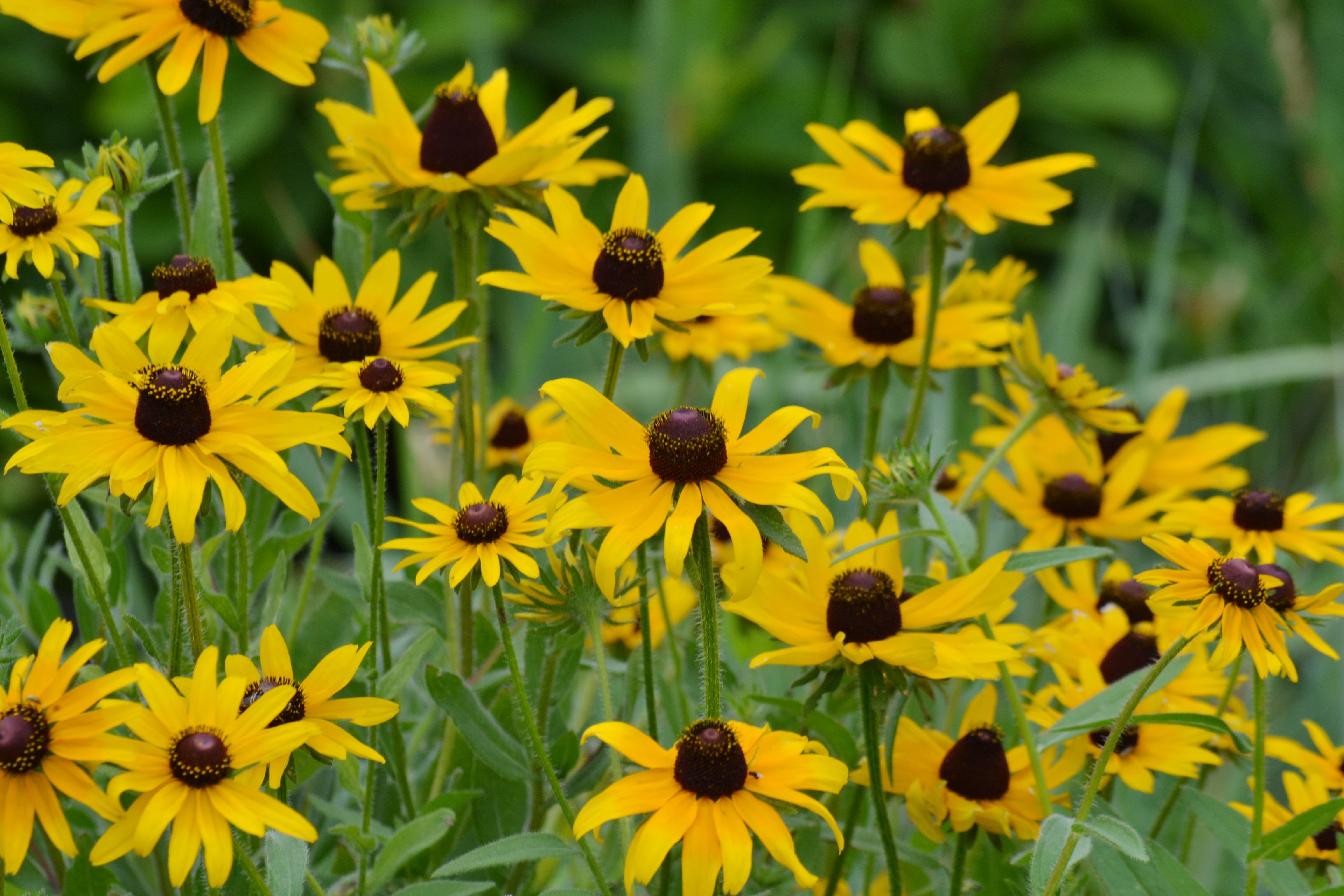 Rudbeckia hirta (Black-eyed Susan)