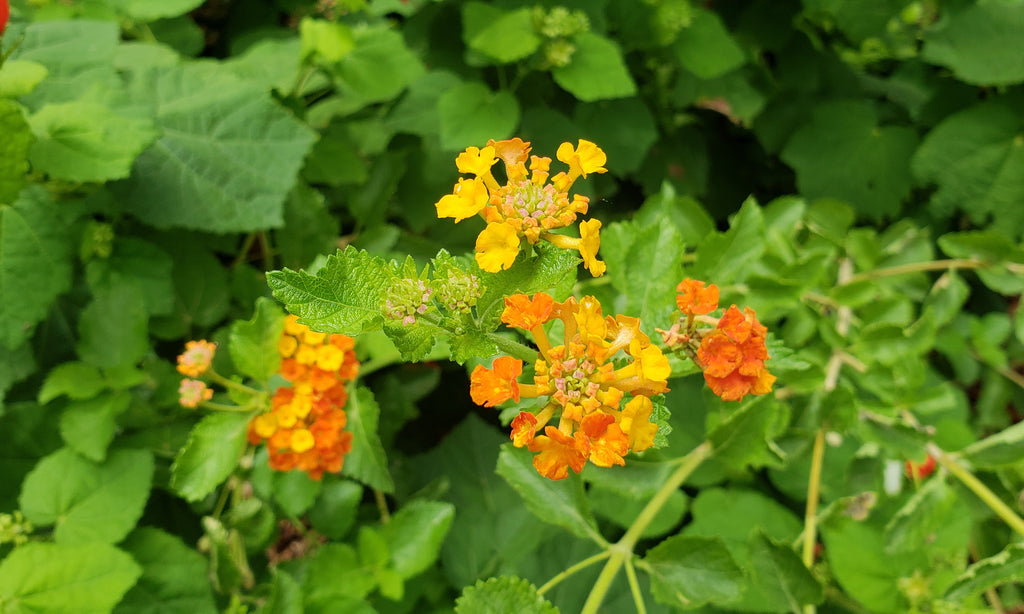 Texas lantana (Lantana urticoides)