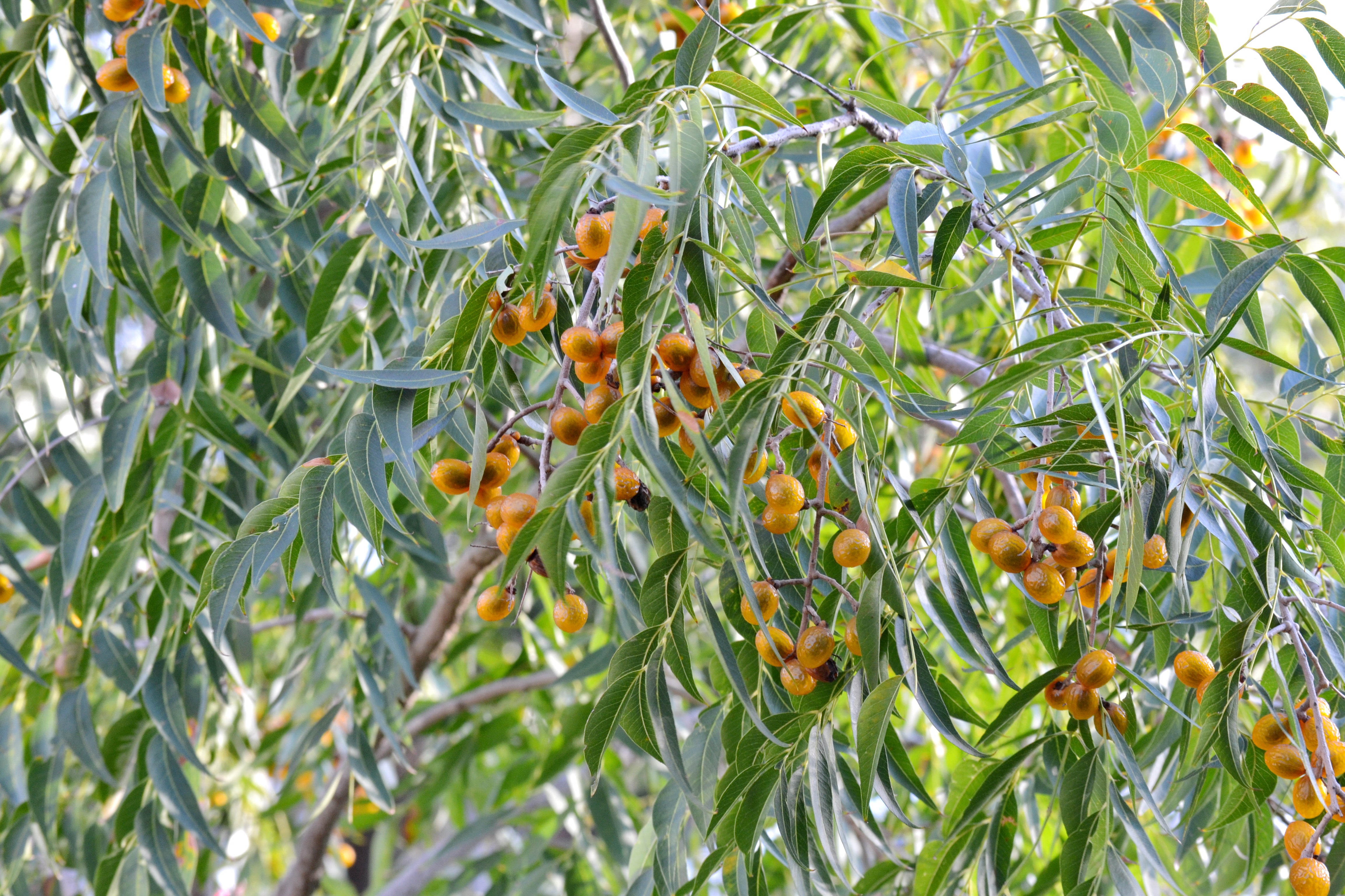 Western soapberry ( Sapindus saponaria var. drummondii)