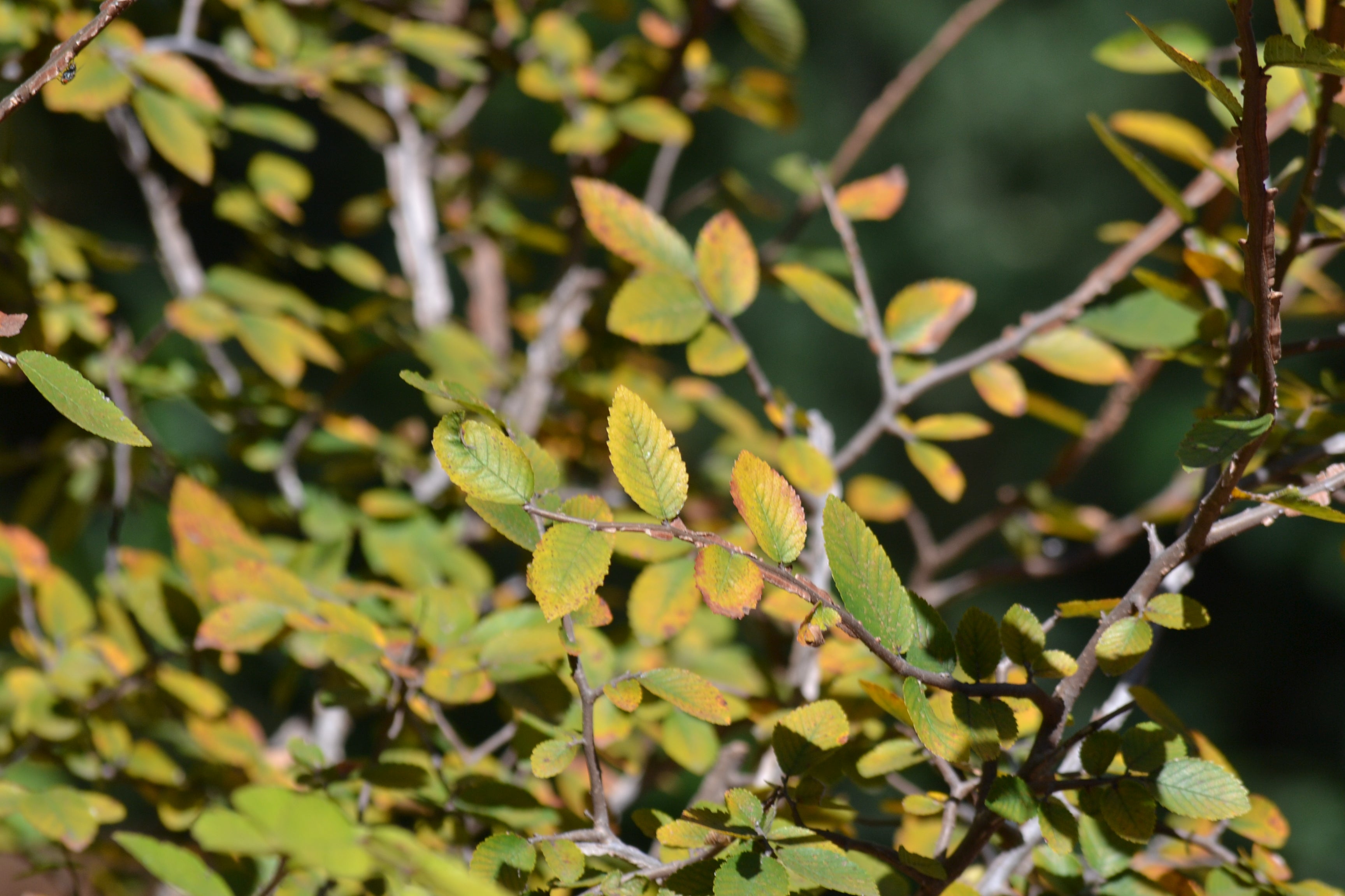 Ulmus crassifolia (Cedar Elm)