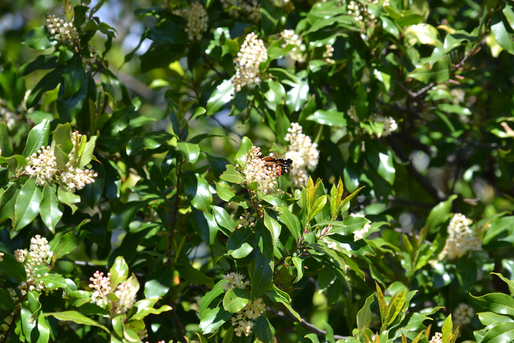 Prunus caroliniana (Cherry Laurel)