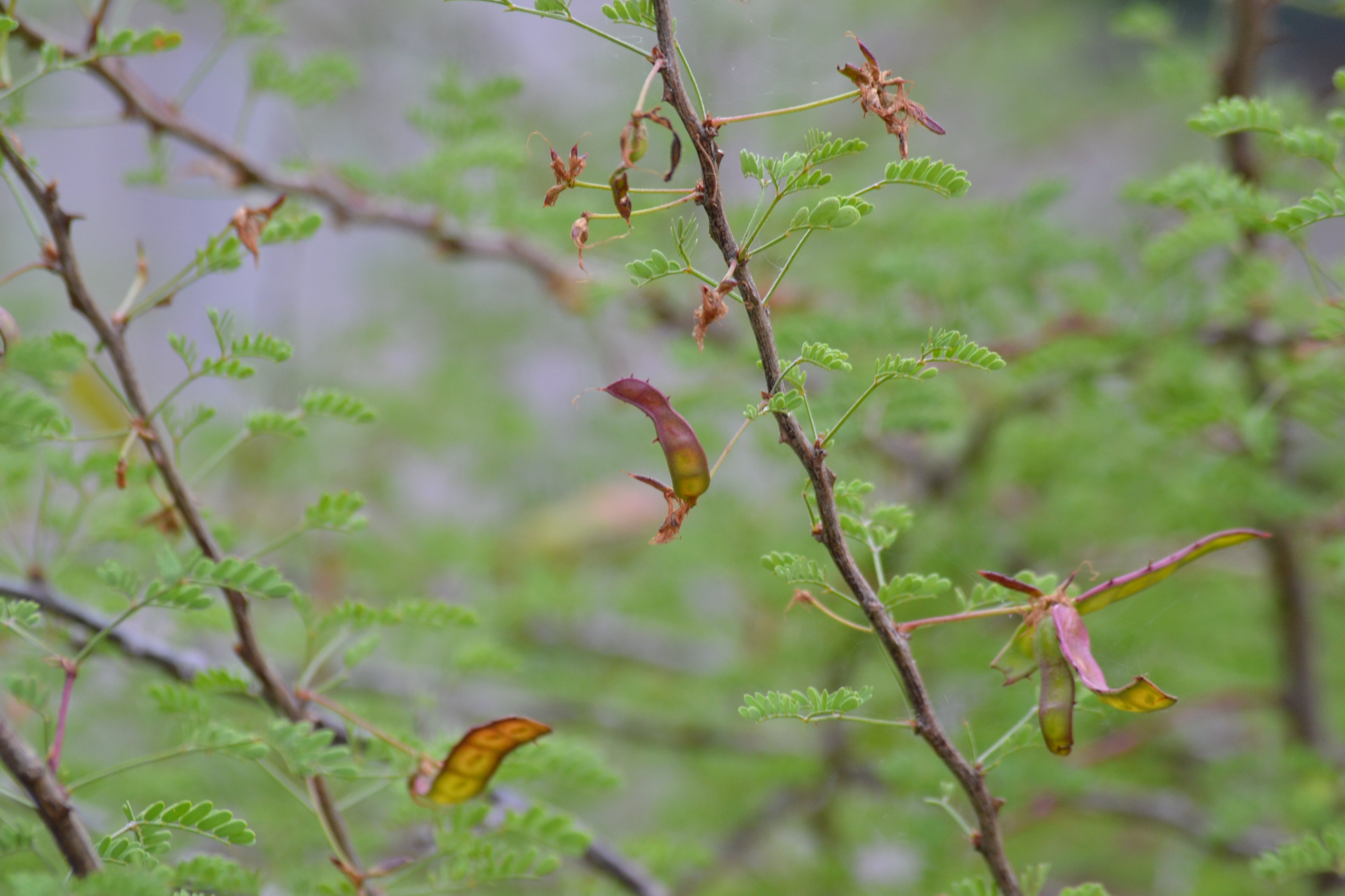 Fragrant mimosa (Mimosa borealis)