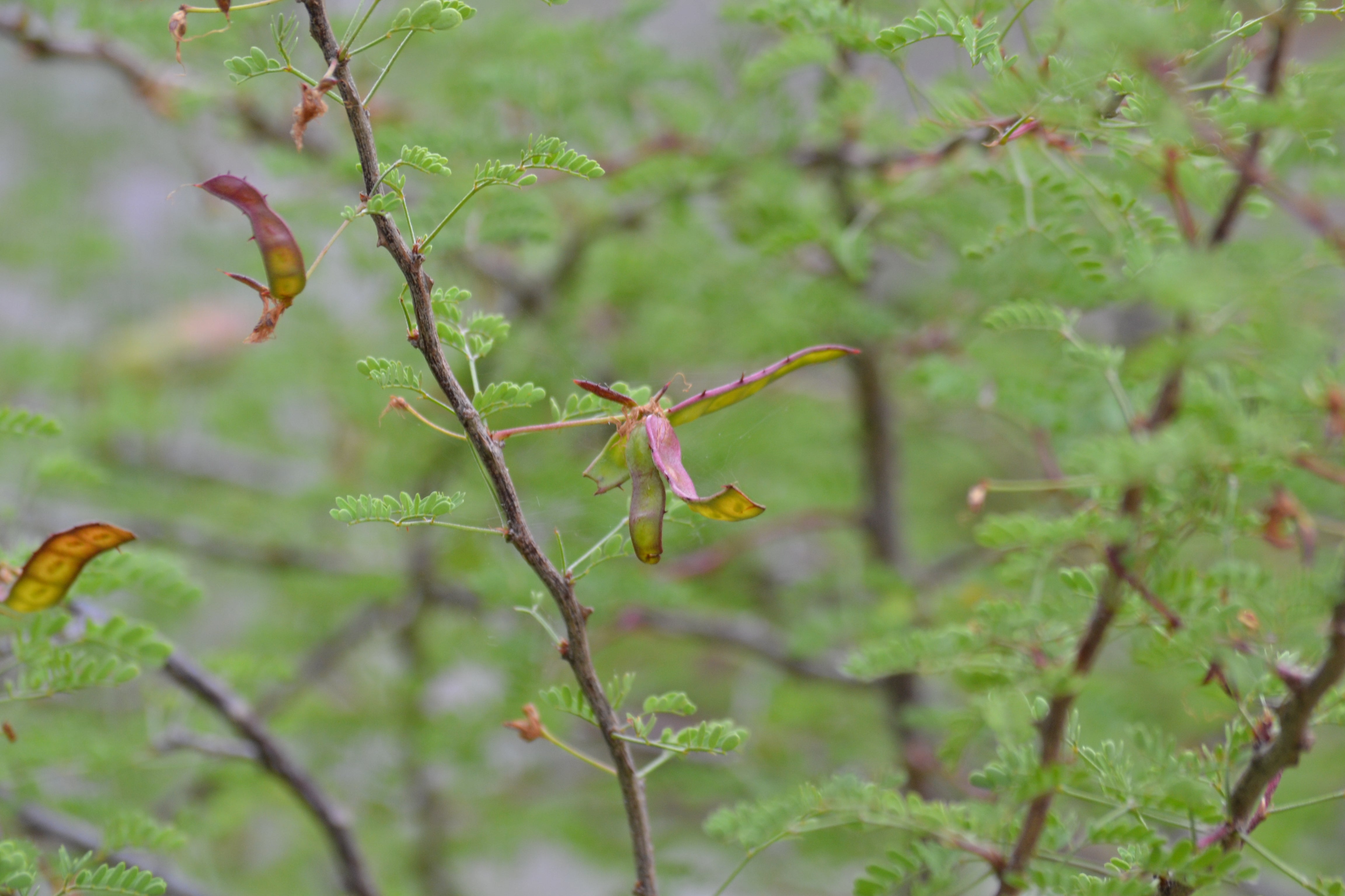 Fragrant mimosa (Mimosa borealis)