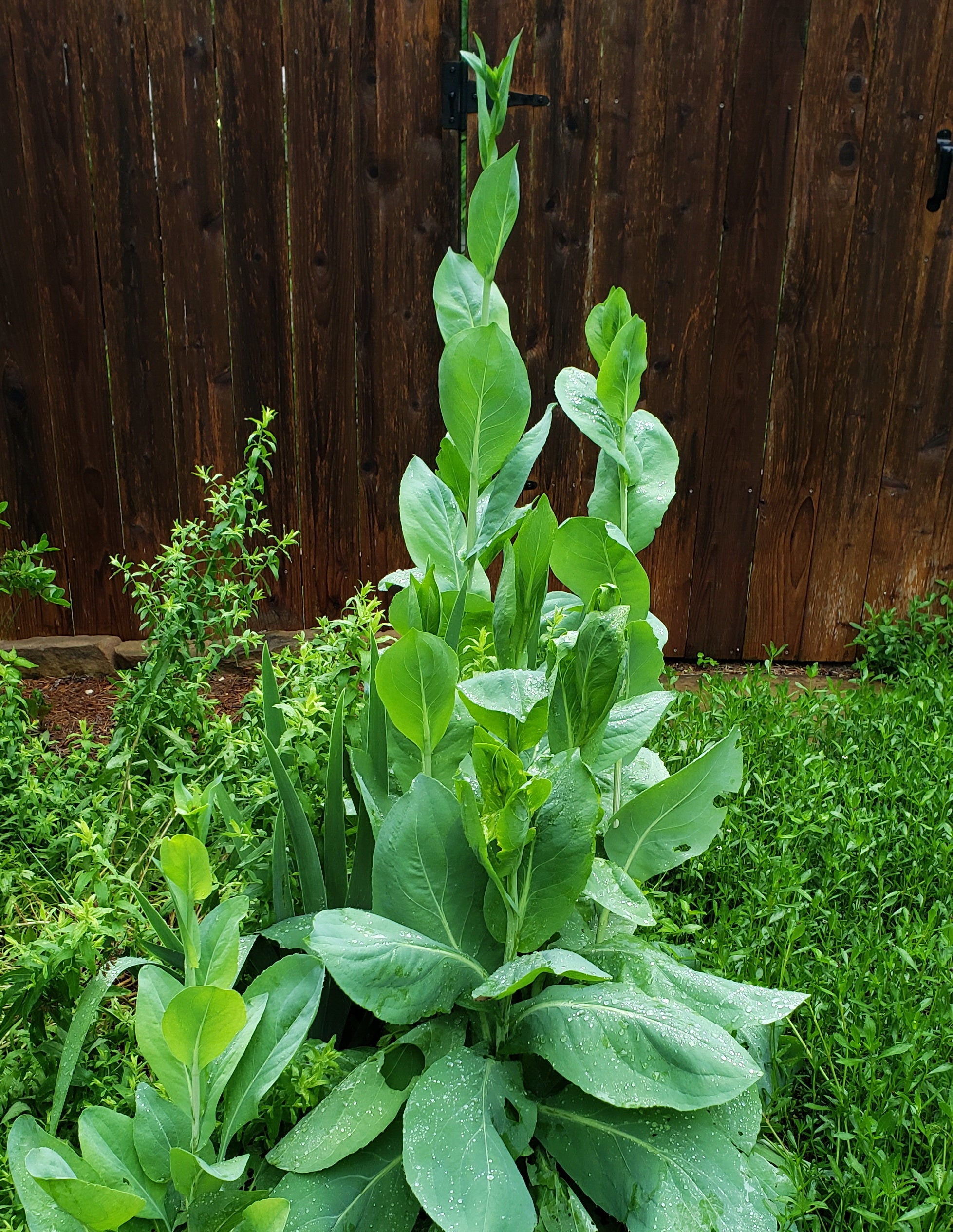 Giant Coneflower (Rudbeckia maxima)