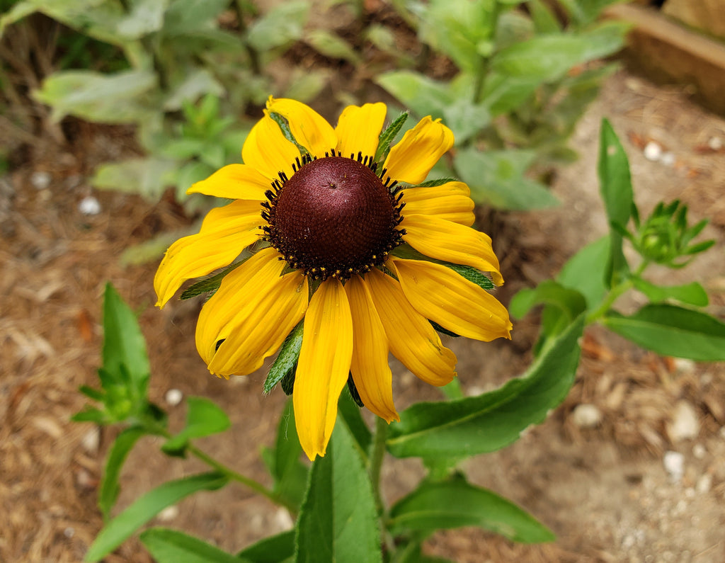 Brown-Eyes Susan (Rudbeckia hirta)