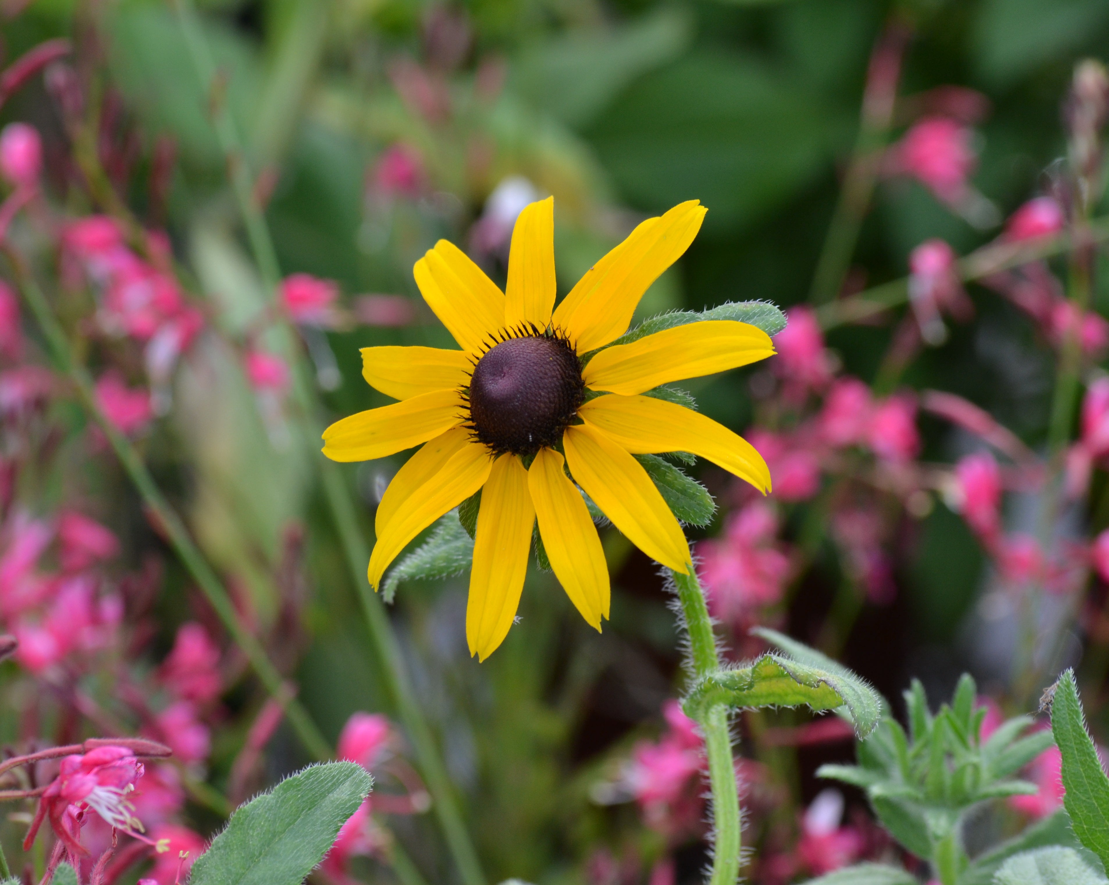 Rudbeckia hirta (Black-eyed Susan)
